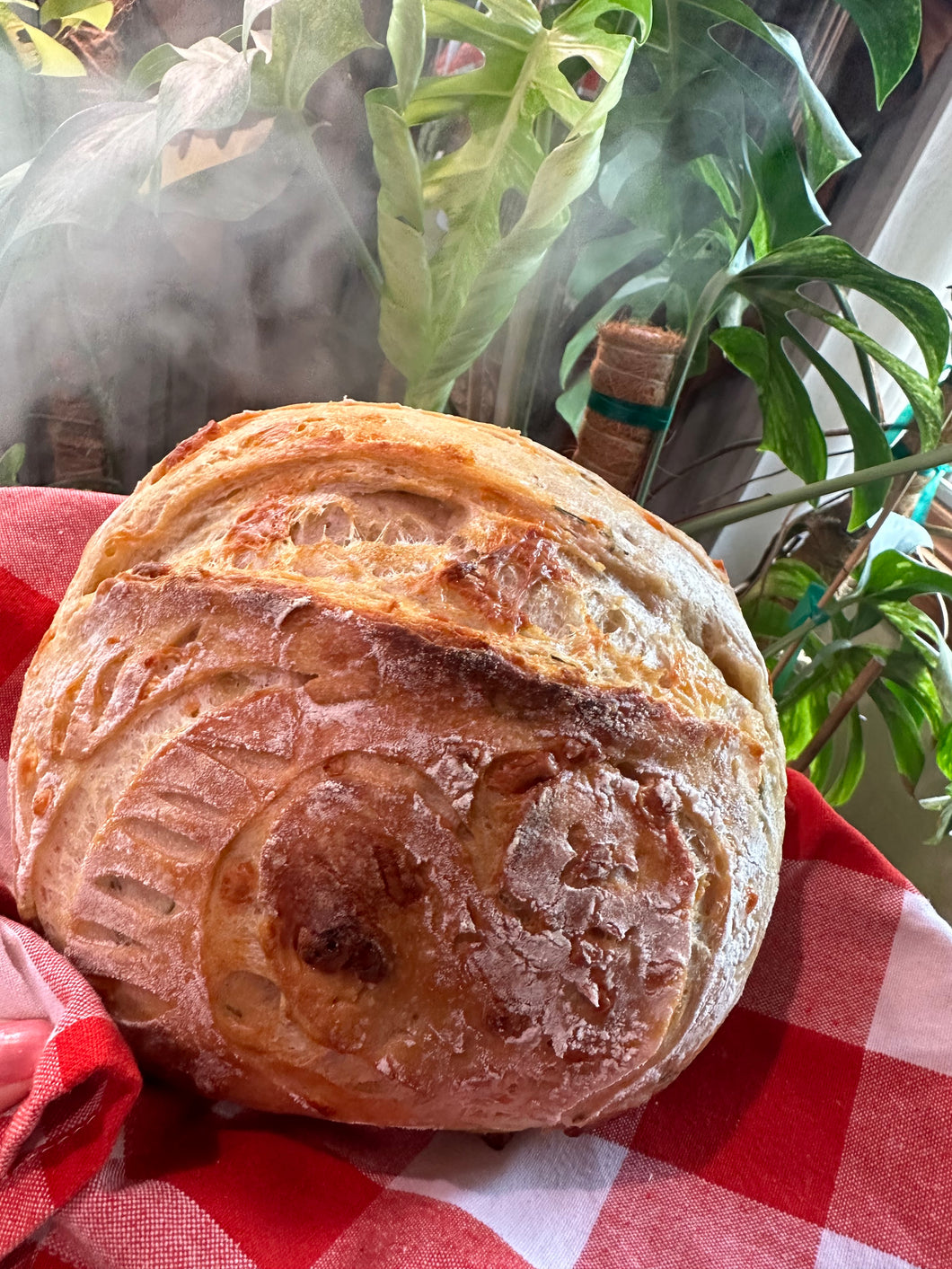 Sourdough Loaf with Mennonite cheese, fresh garlic, and rosemary