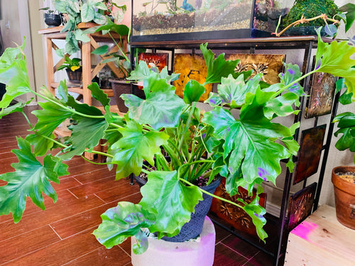 Philodendron Hope PICKUP ONLY