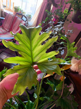 Load image into Gallery viewer, Philodendron Hope PICKUP ONLY